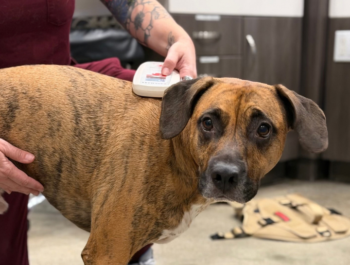 Pet Tracker
