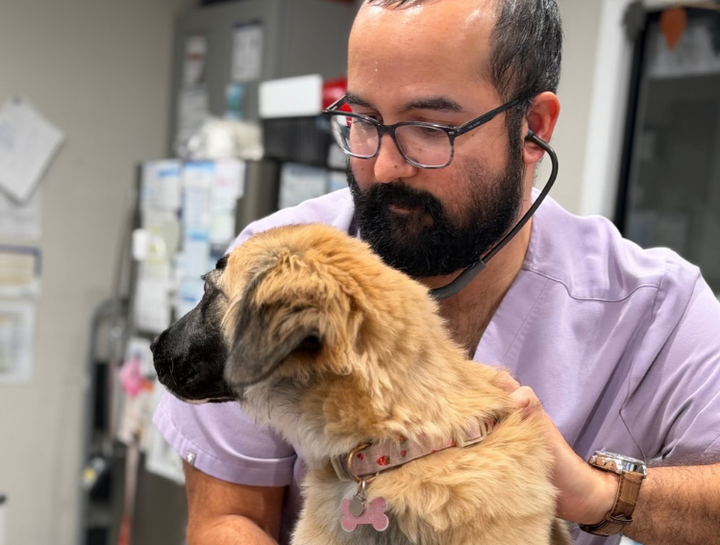 Emergency Veterinary Care