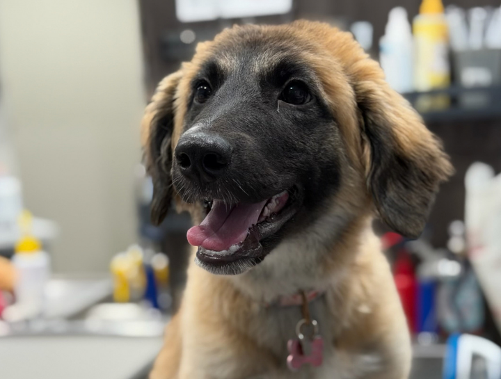 Puppy & Kitten Care 