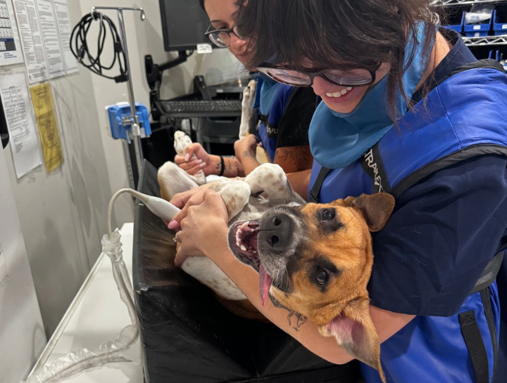Pet Ultrasound